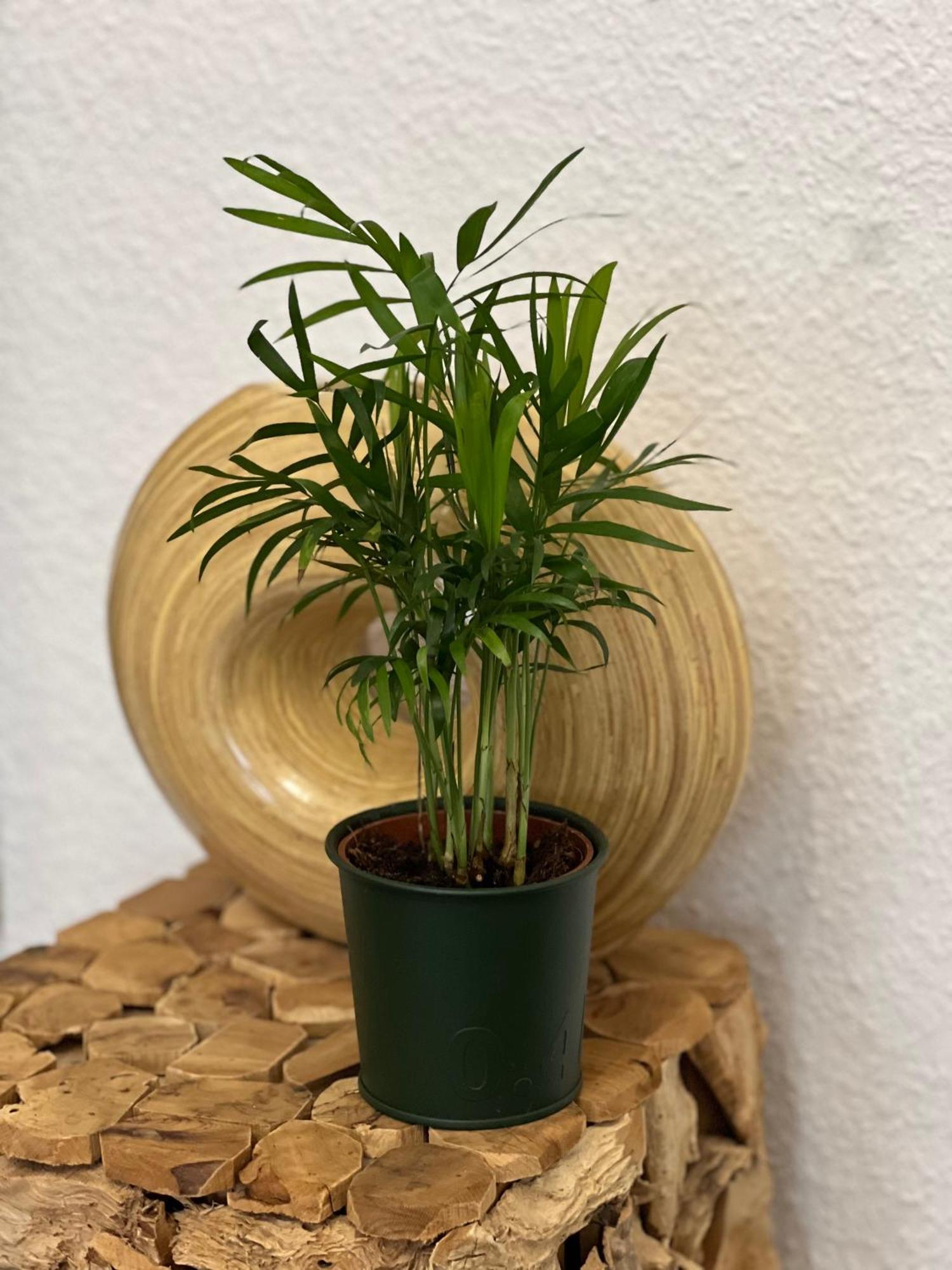 Homestay Sahara Hosting 3 Nuremberg